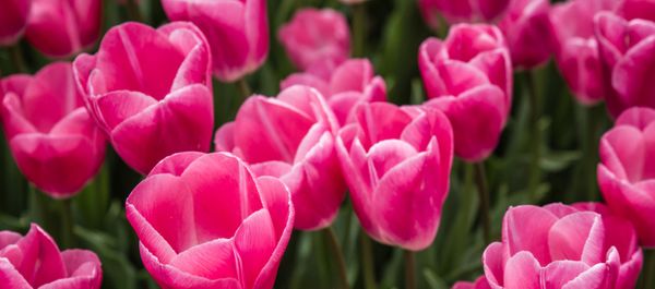 15 Charming Flower Festivals to Attend in 2020